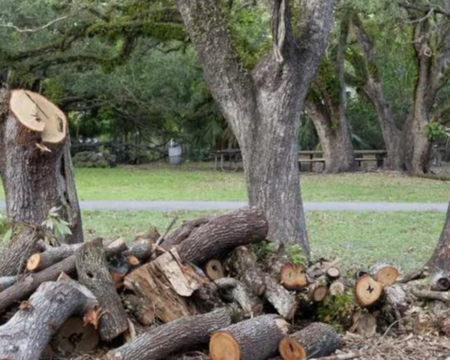 Ensuring Safety and Beauty: Expert Tree Removal Services by Everything Tree Service