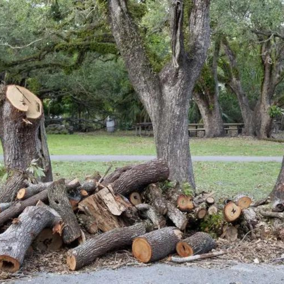 Tree Removal