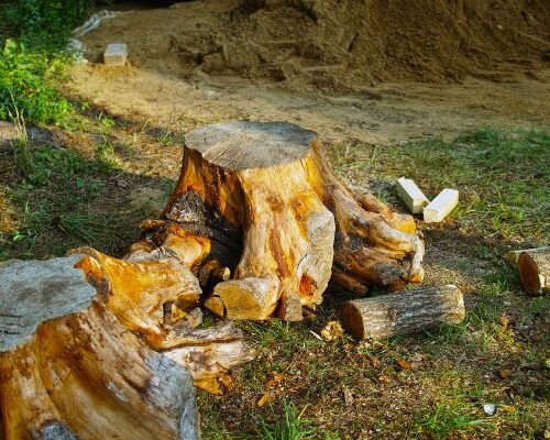 Expert Stump Removal with Everything Tree Service