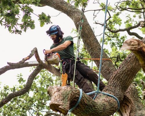 The Importance of Professional Tree Removal by Everything Tree Service