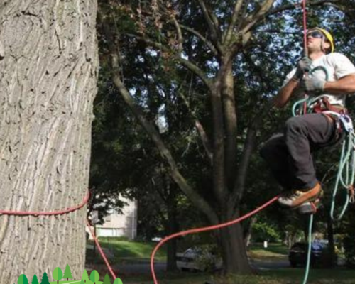 The Importance of Professional Branch Removal for Tree Health and Safety