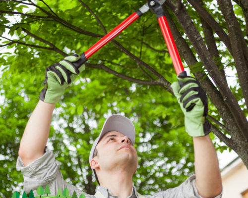 Professional Trimming Services by Everything Tree Service