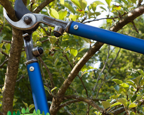 The Art and Science of Tree Pruning: Expert Care at Everything Tree Service