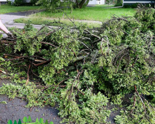 Beyond Pruning: Comprehensive Trash Removal Services at Everything Tree Service