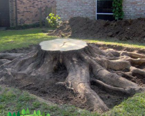 Seamless Stump Removal Solutions at Everything Tree Service