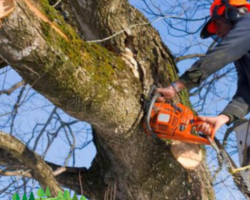 Expert Branch Removal Services at Everything Tree Service