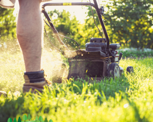 Lush Greens All Year Round: Premium Lawn Care Services at Everything Tree Service