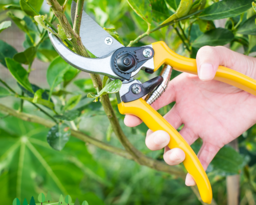 Precision Pruning Perfection: Elevating Tree Health at Everything Tree Service