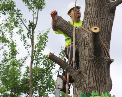 Expert Tree Removal Services by Everything Tree Service