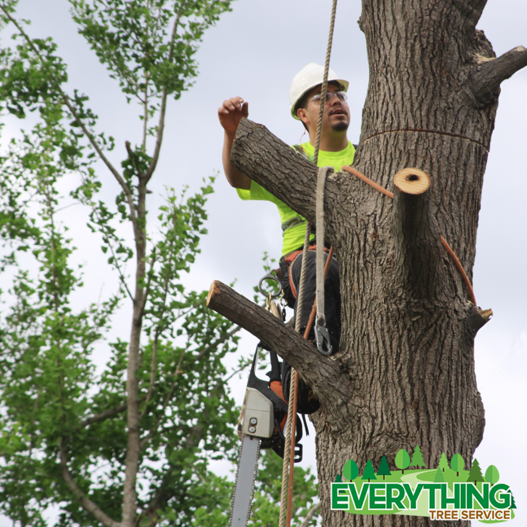 Tree Removal