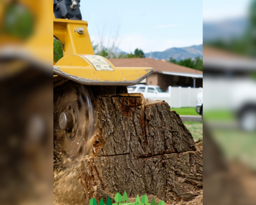 Enhance Your Landscape with Expert Stump Removal Services by Everything Tree Service