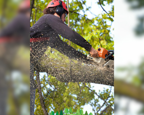 Expert Branch Removal Services by Everything Tree Service