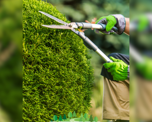 Maintaining Green Spaces: Everything Tree Service’s Commitment to Quality Tree Care (Trimming)