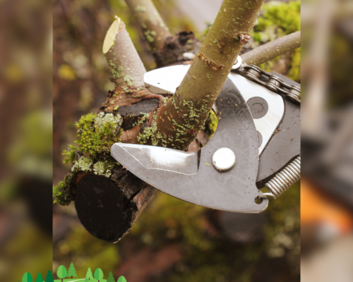 Professional Pruning Services by Everything Tree Service