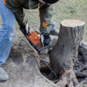 tree removal