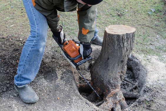 tree removal