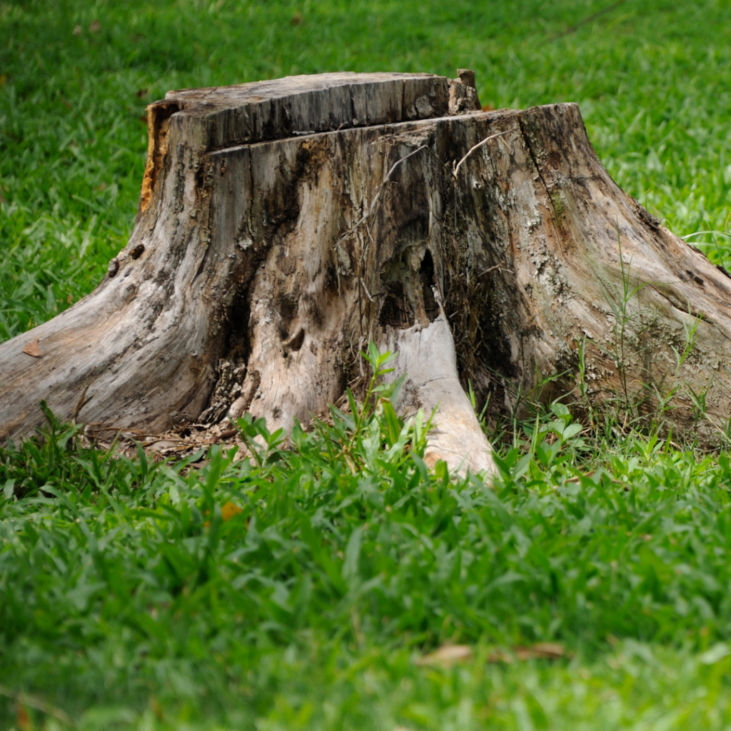 Stump removal