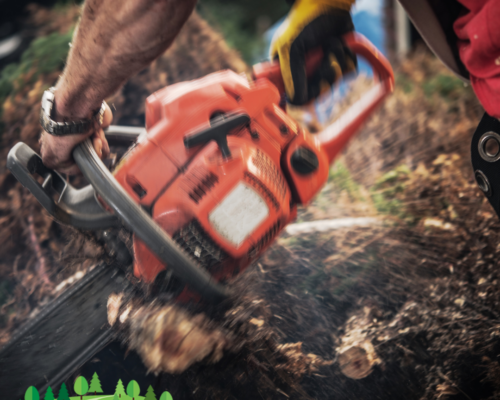 Safe and Efficient Tree Removal Services at Everything Tree Service