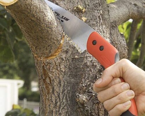 Expert Branch Removal Services for a Healthier and Safer Yard