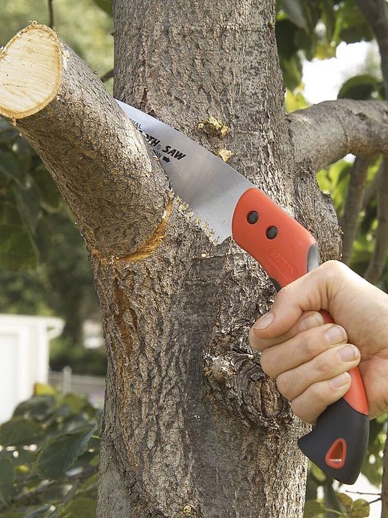 Branch Removal