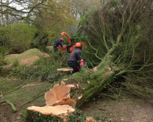 Ensuring Safety and Beauty: Expert Tree Removal Services by Everything Tree Service