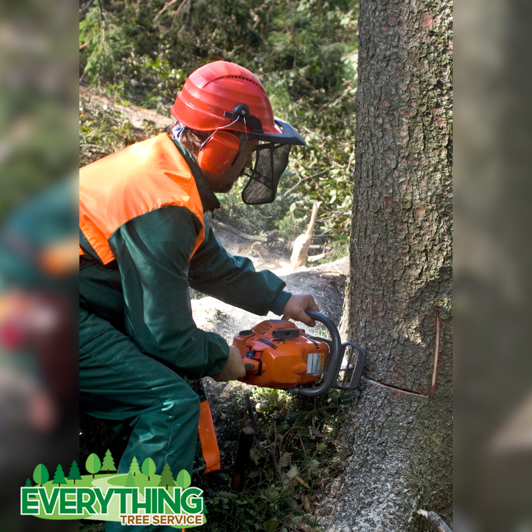 Tree Removal