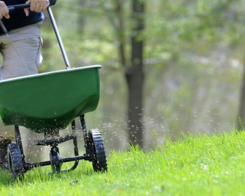 Achieve a Beautiful Yard with Expert Lawn Care Services by Everything Tree Service