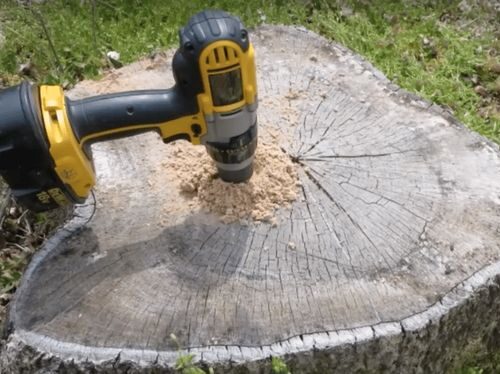 Efficient and Professional Stump Removal Services by Everything Tree Service