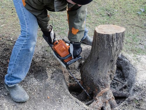 Safe and Efficient Tree Removal Services by Everything Tree Service