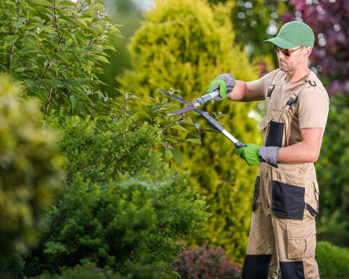 Enhance Your Landscape with Professional Trimming Services by Everything Tree Service